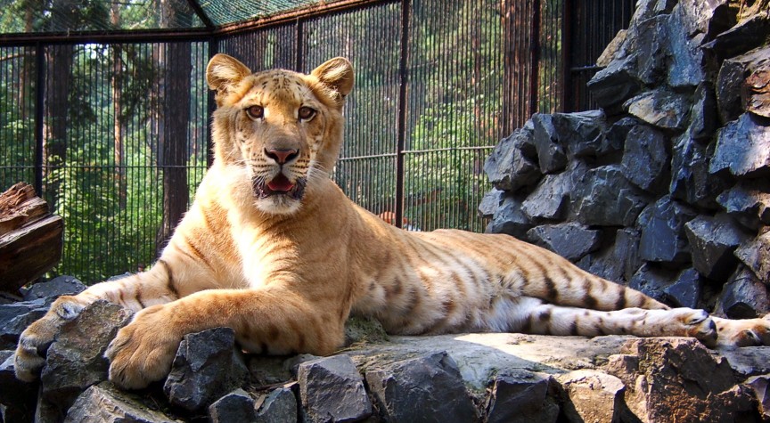 Liger