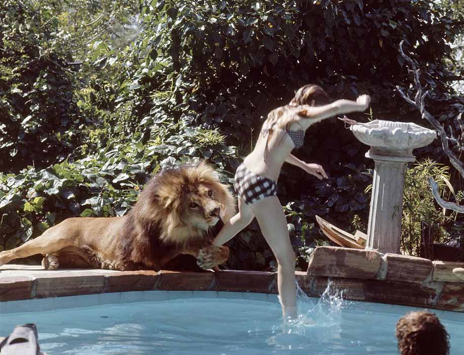 PHOTOS: The Amazing True Story Of A Lion Living With A Family In 1969