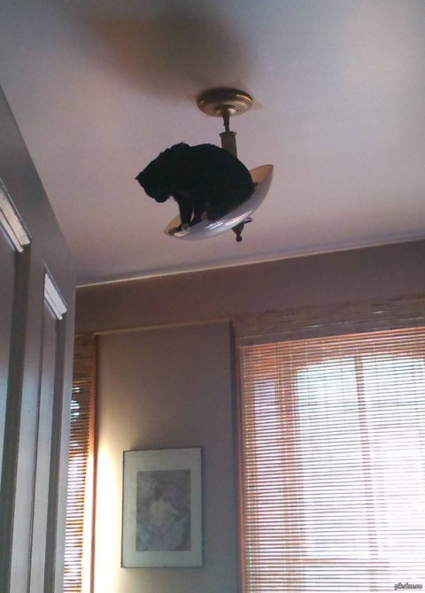 Ninja Cat 18