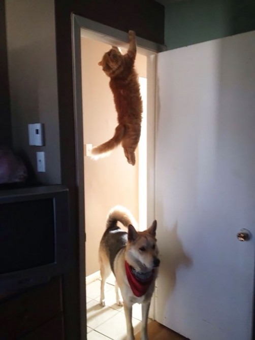 Ninja Cat 2