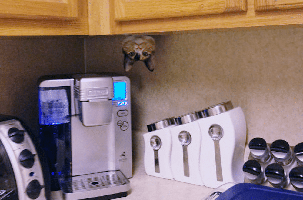 Ninja Cats Featured