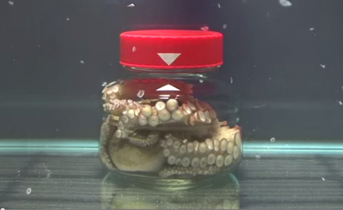 Octopus In Jar