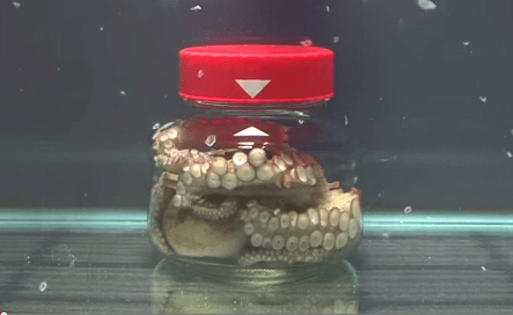 Octopus In Jar