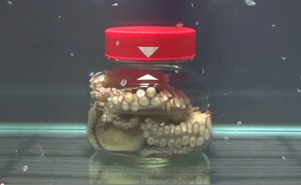 Octopus In Jar