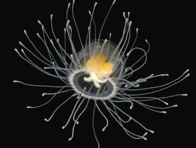 Turritopsis Nutricula - immortal creature