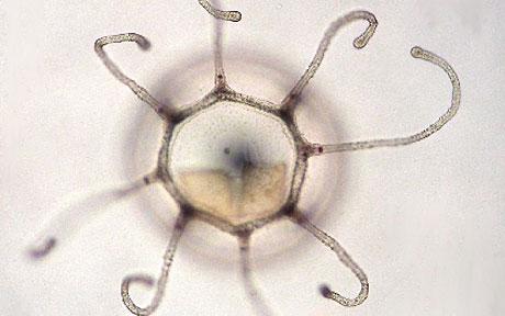 Turritopsis Nutricula - immortal jellyfish