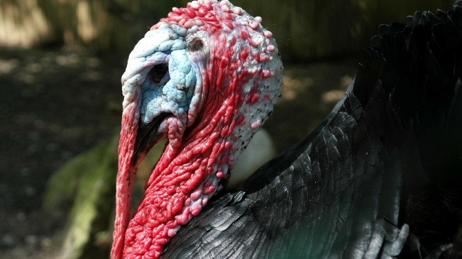 Weird Words - Turkey Snood