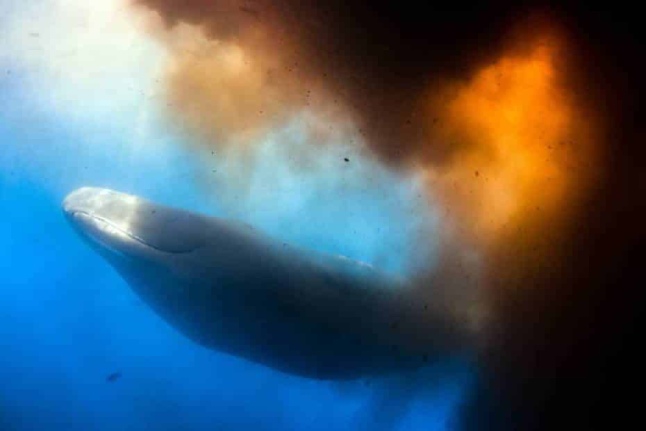 Whale Poo
