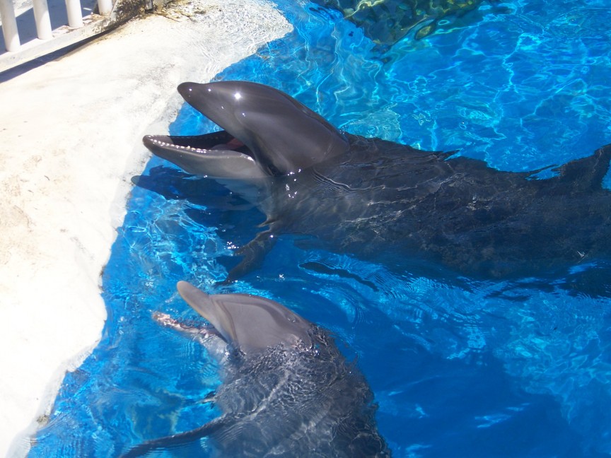 Wholphin