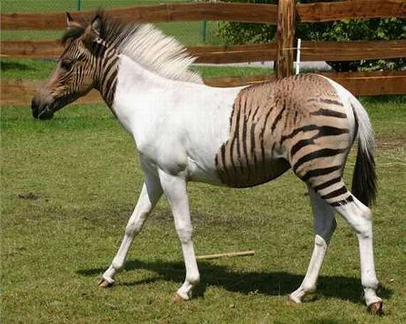 zebroid1