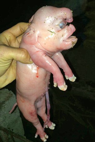 New Born Pig had Willie On Its Forehead Claim