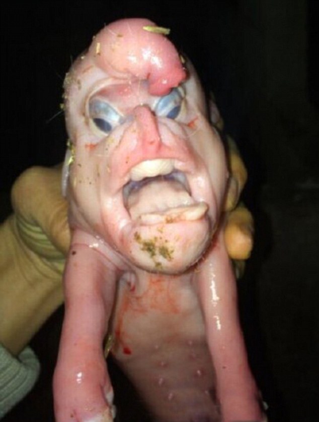 New Born Pig had Willie On Its Forehead Claim