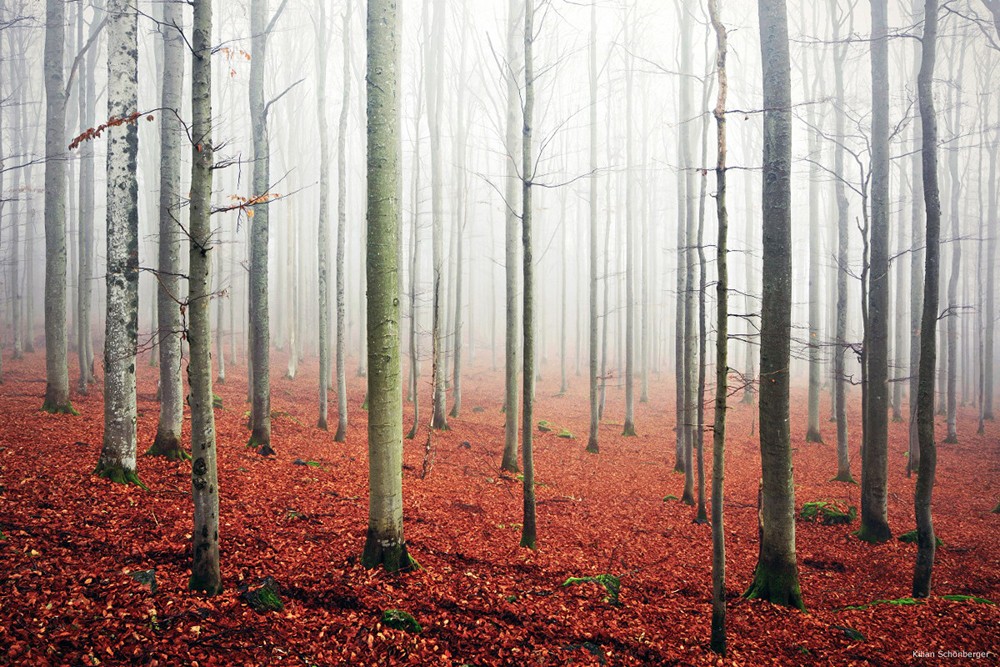 These 18 Incredible Images Of Sinister And Foreboding Forests Will Make
