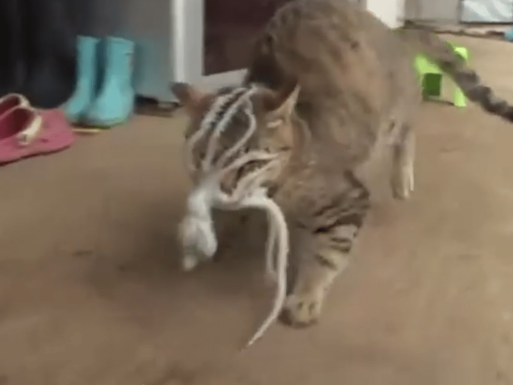 Here’s What Happens When A Cat Tries To Eat A Live Octopus For Dinner…