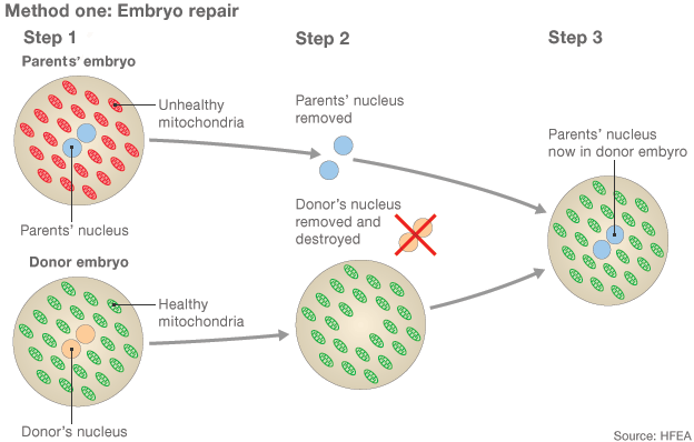 Embryo repair