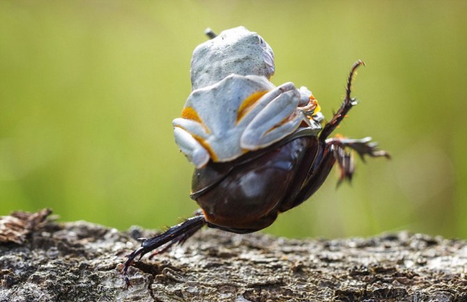 Frog Riding Beetle 2