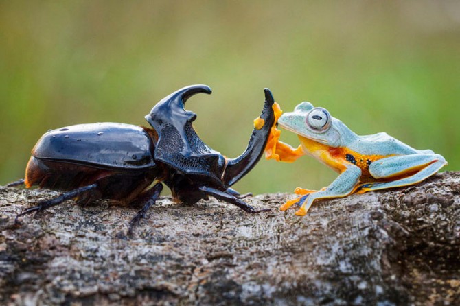 Frog Riding Beetle 3