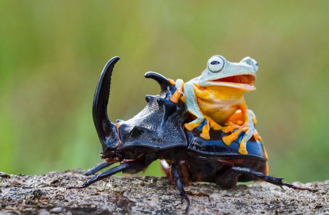 Frog Riding Beetle 4