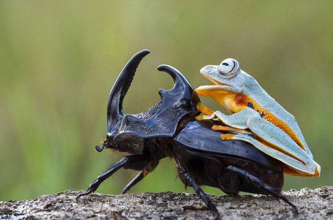 Frog Riding Beetle 6