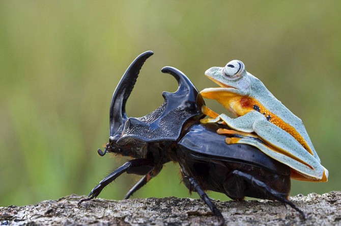 Frog Riding Beetle 6