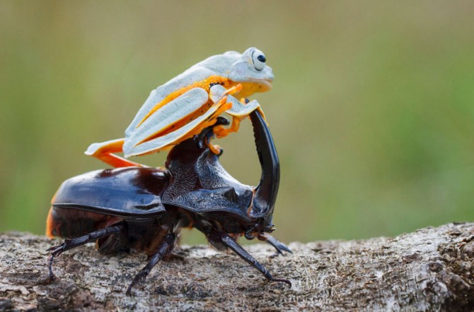 Frog Riding Beetle 7