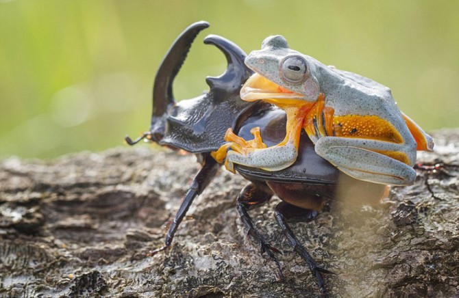 Frog Riding Beetle 8