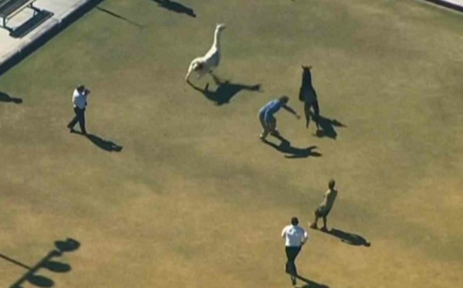 LLama Chase Arizona