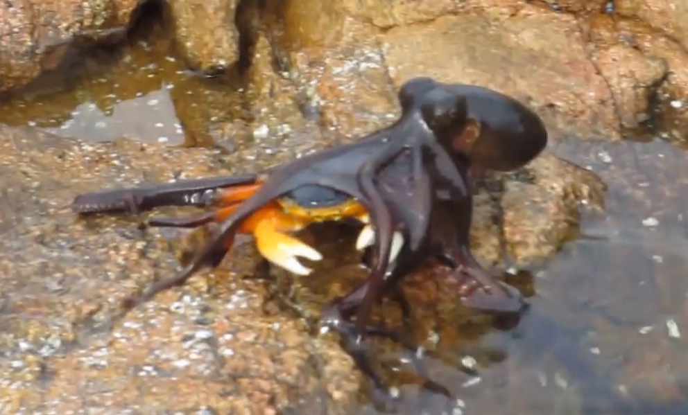 This Octopus Jumping Out Of The Water And Eating A Crab Is ...