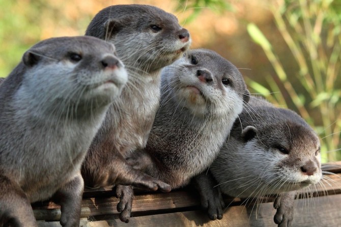 Otters