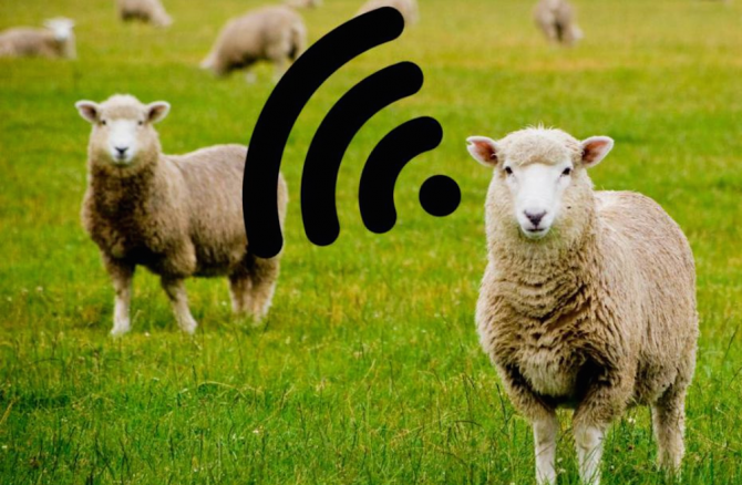 Sheep WiFI