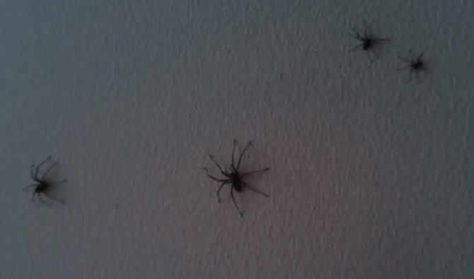 Spider Infested Apartment
