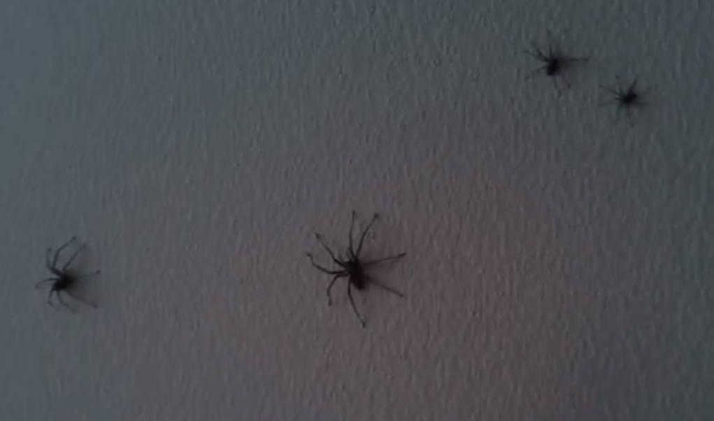 Spider Infested Apartment