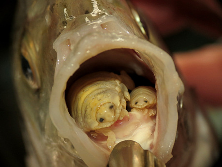 Tongue Parasite Fish