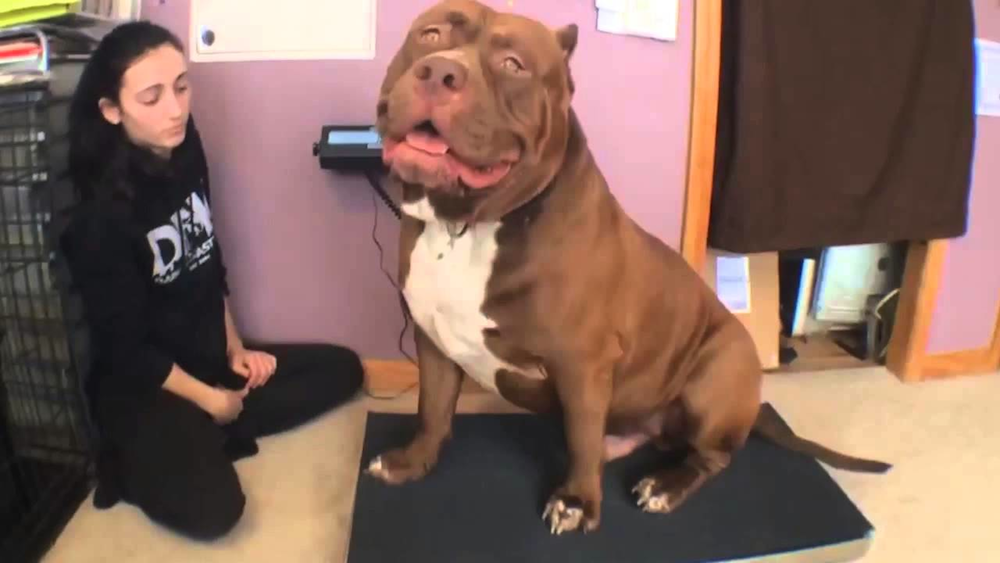 giant stuffed pitbull