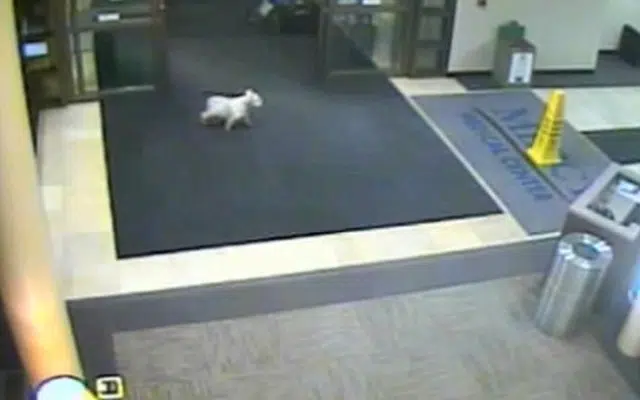 Dog Runs Away From Home, Travels 20 Streets, Turns Up At Hospital And Finds Cancer-Stricken Owner