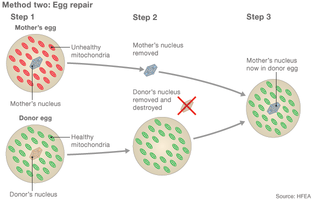 egg repair