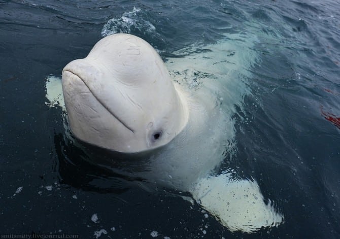 Beluga Whales Russia Training - Close up