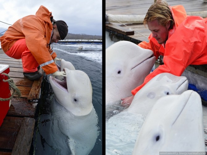 Beluga Whales Russia Training - Cuddle