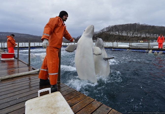 Beluga Whales Russia Training - Dance 2