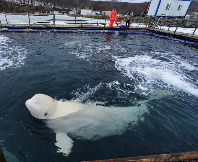 Beluga Whales Russia Training - Enclosure