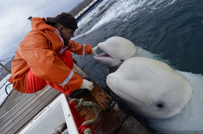 Beluga Whales Russia Training - Hand to Mouth