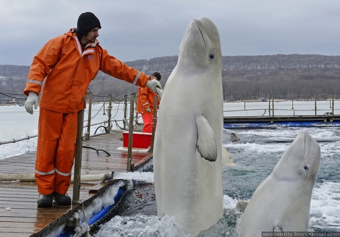 Beluga Whales Russia Training - Handhsake