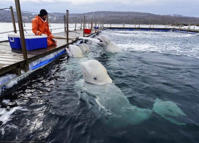 Beluga Whales Russia Training - Pen 2