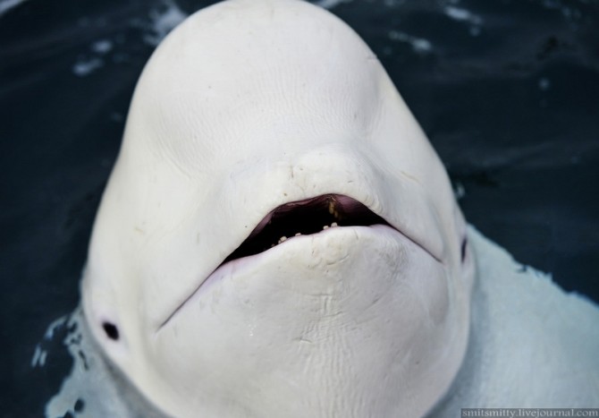 Beluga Whales Russia Training - Selfie
