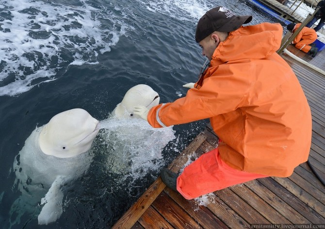 Beluga Whales Russia Training - Spurt