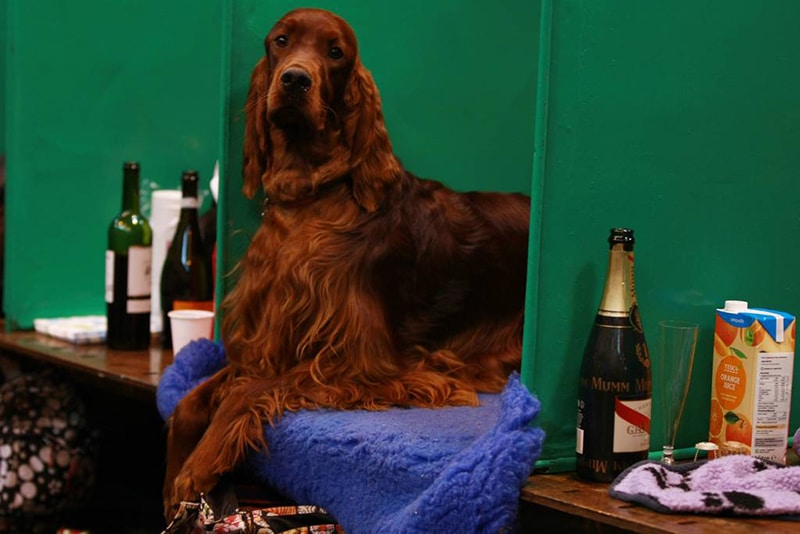 What The Hell Is Going On With All These Dogs Dropping Dead At The World’s Biggest Dog Show?