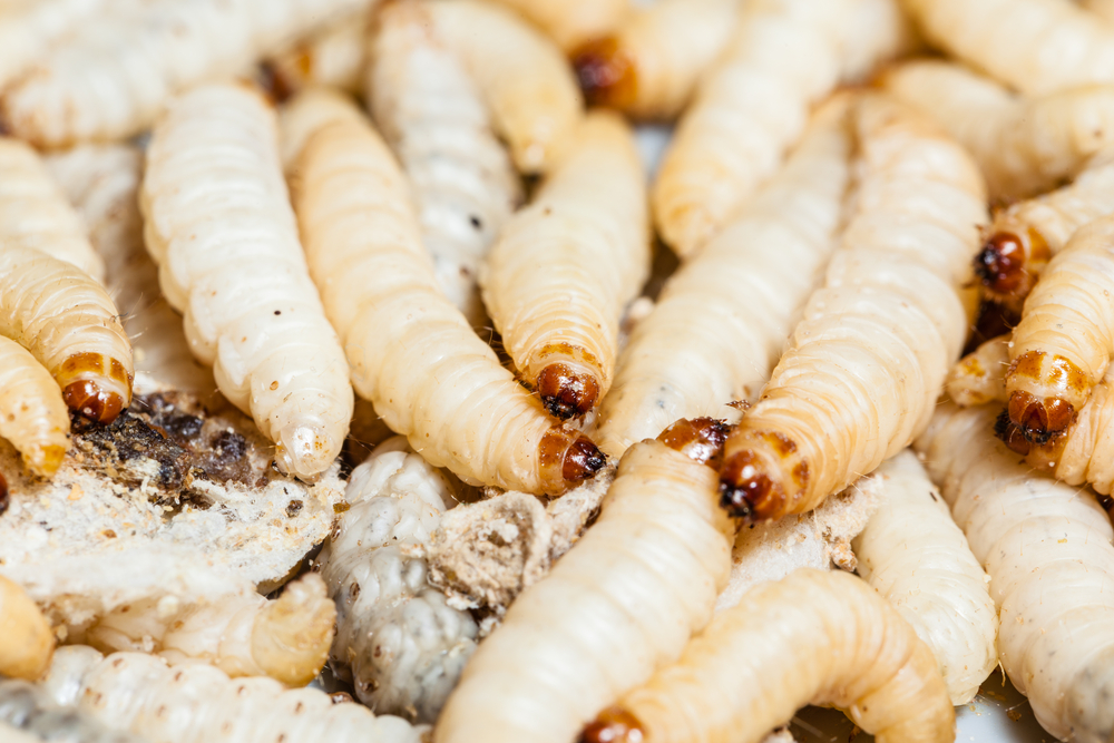 Flesh Eating Maggots