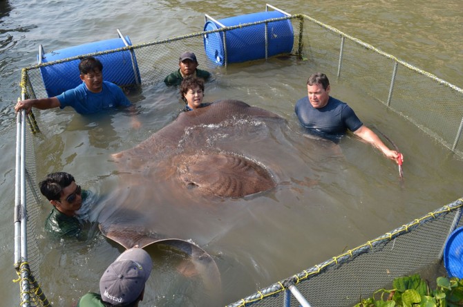 Monster StingRay Thailand - caught 2