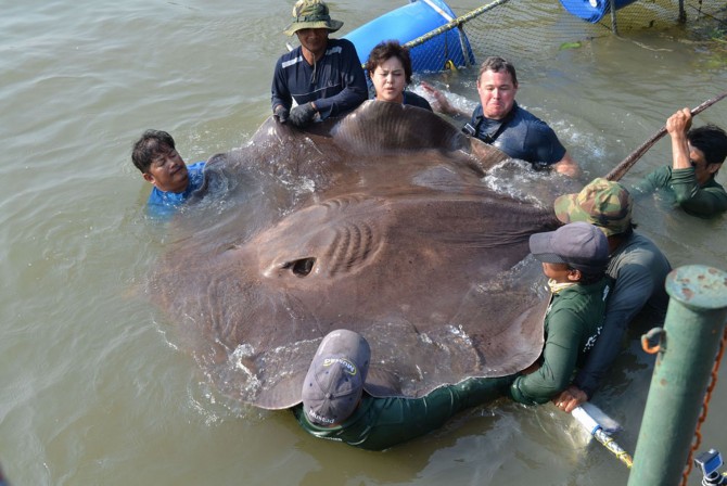 Monster StingRay Thailand - caught