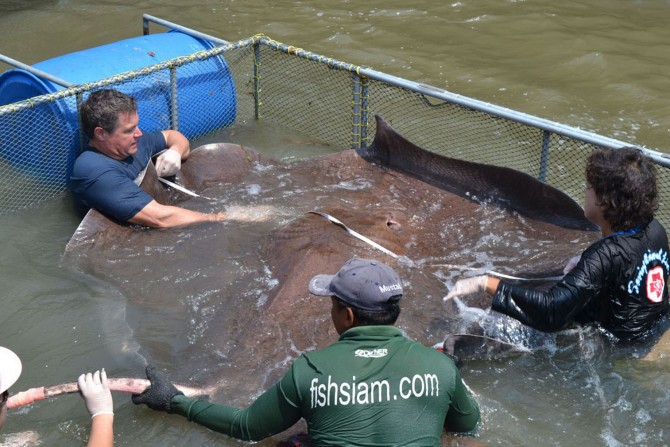 Monster StingRay Thailand - meausring 2